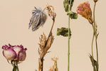 Tapet personalizat floral cu flori uscate pe un fundal bej dried flowers