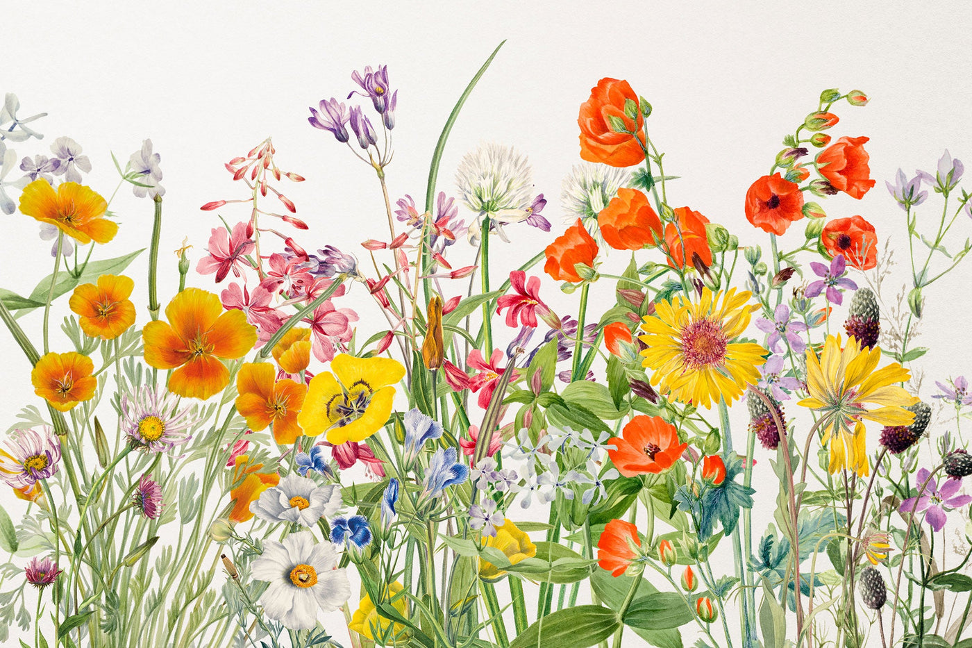 Tapet personalizat - VIVID FIELD FLOWERS