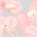 Tapet personalizat floral cu flori de mac roz pastel pe un fundal gri pink poppy
