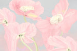 Tapet personalizat floral cu flori de mac roz pastel pe un fundal gri pink poppy