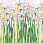 Tapet personalizat floral cu narcise albe inflorite pe fundal alb poet's narcissus