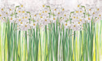 Tapet personalizat floral cu narcise albe inflorite pe fundal alb poet's narcissus