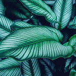 Tapet personalizat cu frunze tropicale de calathea in nuante verzi cyan calathea majestica