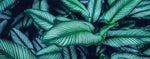 Tapet personalizat cu frunze tropicale de calathea in nuante verzi cyan calathea majestica