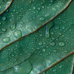Tapet personalizat leaf cu picaturi de apa pe frunze verzi in detaliu water droplets