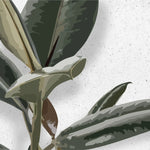 Tapet personalizat leaf cu frunze de ficus elastica in stil digital artwork pe fundal granulat alb ficus elastica