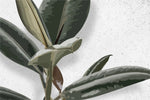 Tapet personalizat leaf cu frunze de ficus elastica in stil digital artwork pe fundal granulat alb ficus elastica