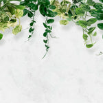 Tapet personalizat leaf cu frunze de iedera salbatica pe un perete alb texturat devil's ivy