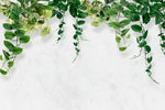 Tapet personalizat leaf cu frunze de iedera salbatica pe un perete alb texturat devil's ivy