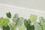 Tapet personalizat leaf cu frunde de caladium bicolor pe un fundal alb cu accente de lumina caladium bicolor