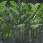 Tapet personalizat leaf cu frunze de bananier verzi intens pe un fundal negru green vibe dark