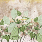 Tapet personalizat leaf cu frunze de philondendron rugosum pe fundal vintage vintage rugosum