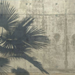 Tapet tropical personalizat cu umbre de palmieri tropicali thrinax parviflora pe un fundal de ciment gri concrete palms