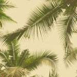 Tapet tropical personalizat cu frunze tropicale de palmieri majestic verzi pe fundal cald insorit golden hour